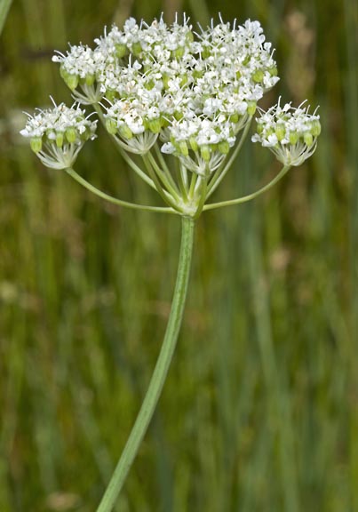 perideridia parishii ssp latifolia 1 graphic